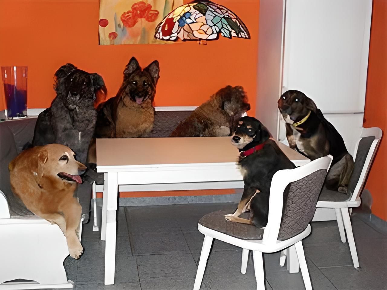 Verein Tierhilfe Niederrhein Kalkar